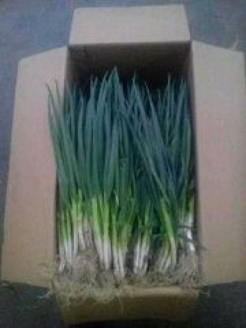 山东菏泽分葱朵葱叉子葱2一3月份上市适应电商加工厂原料供