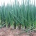 山东菏泽分葱朵葱叉子葱2一3月份上市适应电商加工厂原料供
