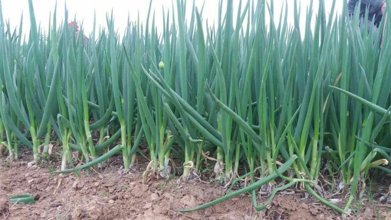山东菏泽分葱朵葱叉子葱2一3月份上市适应电商加工厂原料供