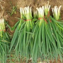 山东菏泽分葱朵葱叉子葱2一3月份上市适应电商加工厂原料供