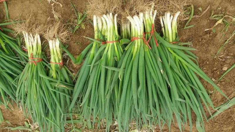 山东菏泽分葱朵葱叉子葱2一3月份上市适应电商加工厂原料供