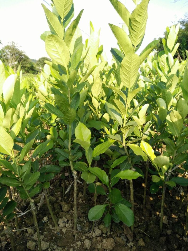 柠檬苗50~80cm