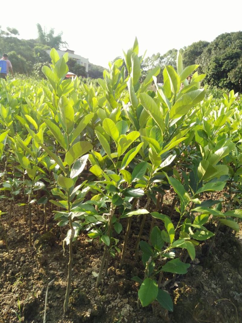 柠檬苗50~80cm