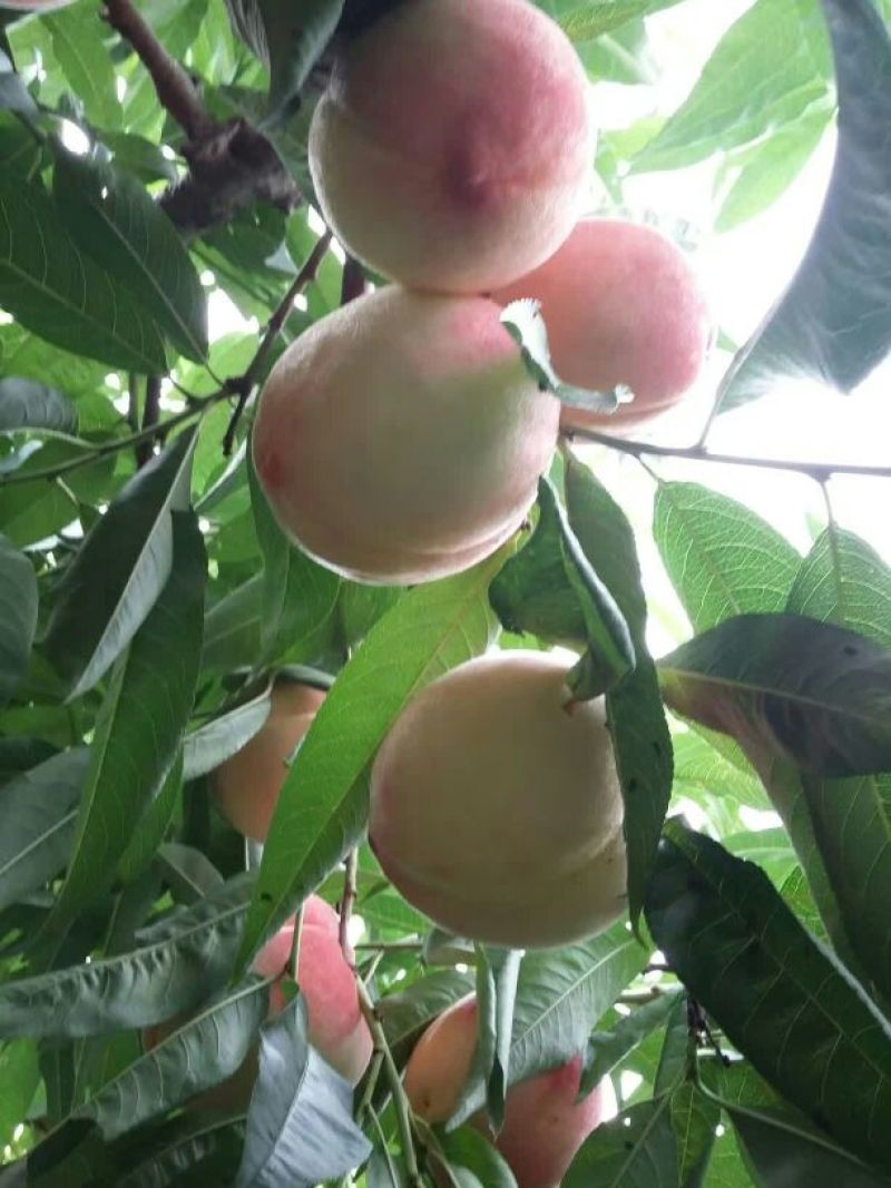 白凤桃，汉源特产，离核，脆甜多汁，耐运输