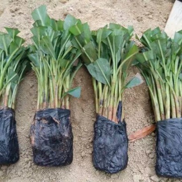 香蕉苗1~2年一级良种