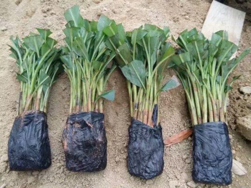 香蕉苗1~2年一级良种