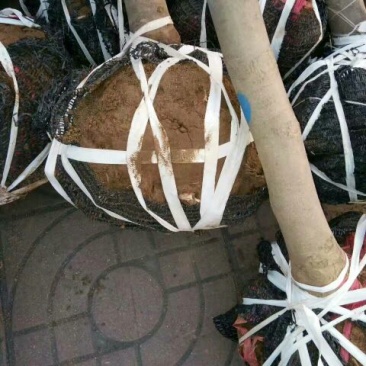 玉兰苗地栽苗80cm以上