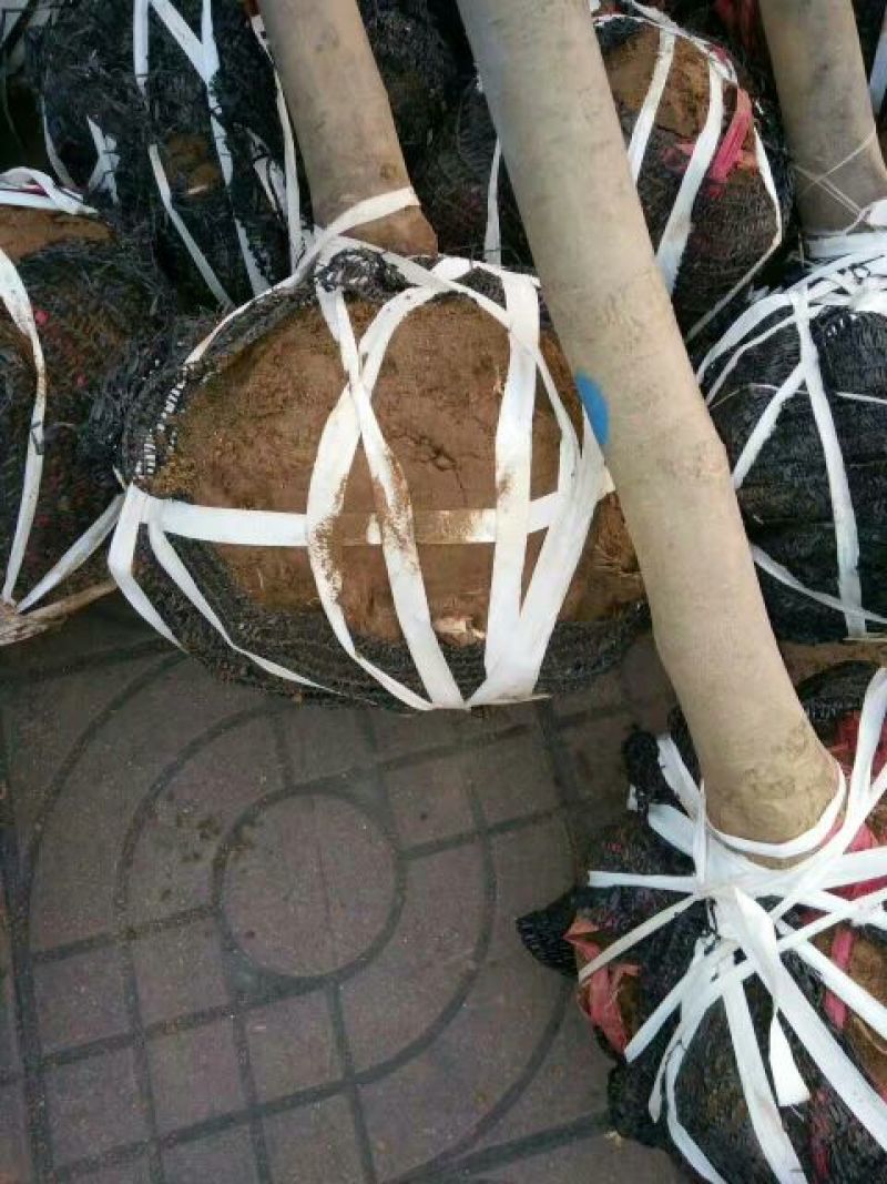 玉兰苗地栽苗80cm以上