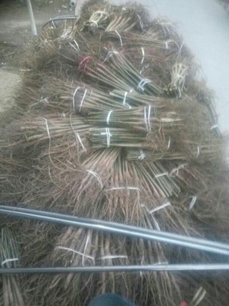 核桃苗实生核桃苗核桃脚树苗核桃实生苗量大批发销售