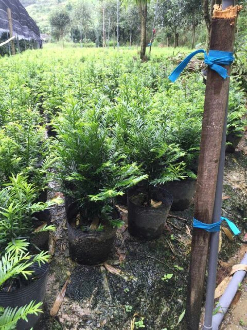 南方红豆杉2cm以下4cm以下0.5米以下