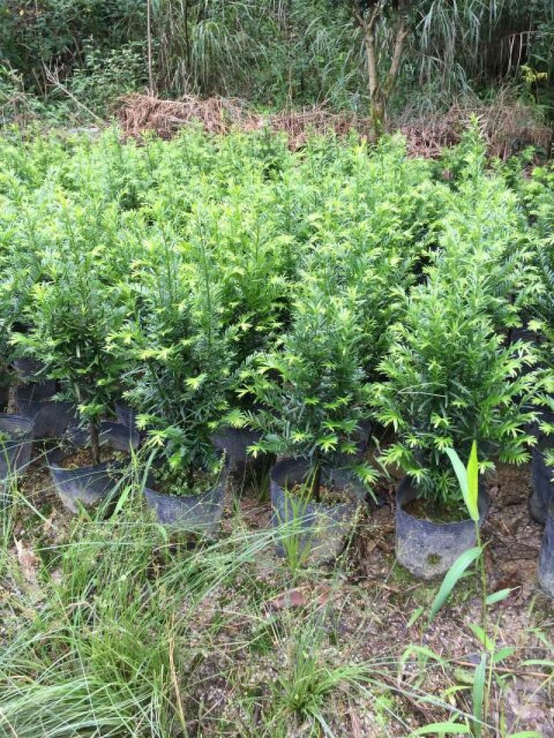 南方红豆杉2cm以下4cm以下0.5米以下