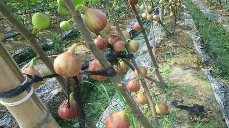 无花果苗80cm以上