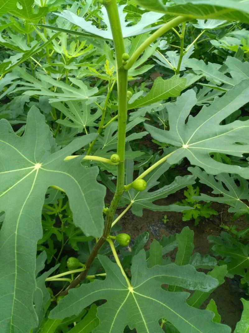 无花果苗80cm以上