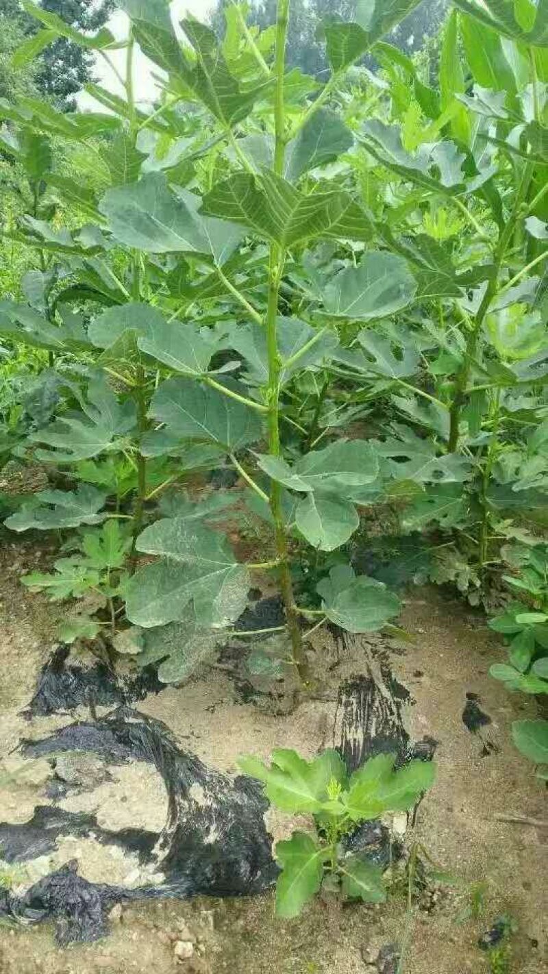 无花果苗80cm以上