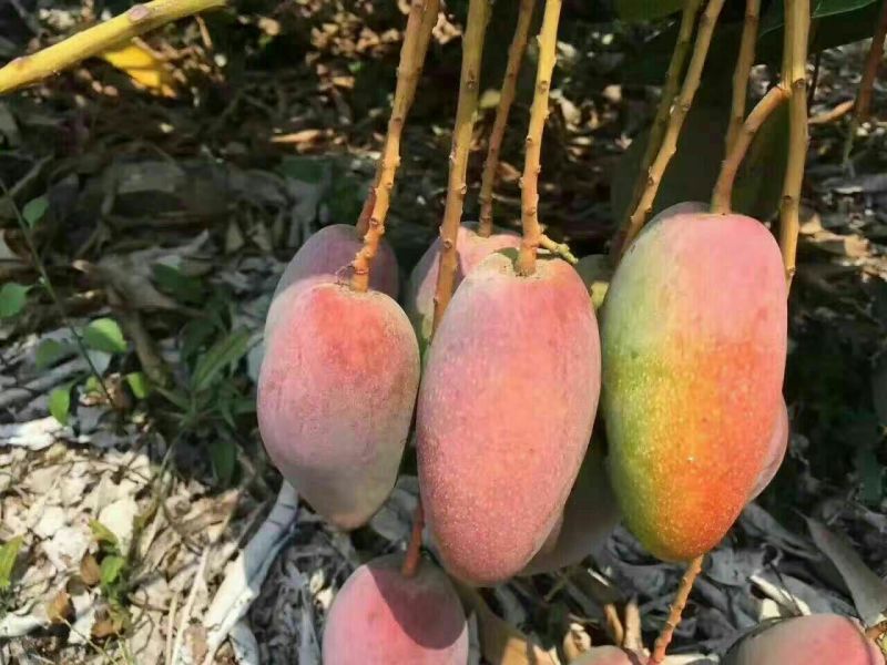 贵妃芒4两以上