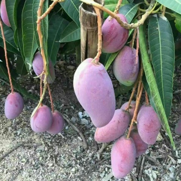贵妃芒4两以上