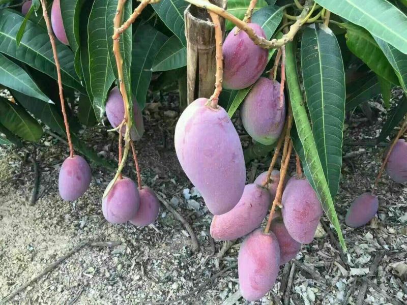 贵妃芒4两以上