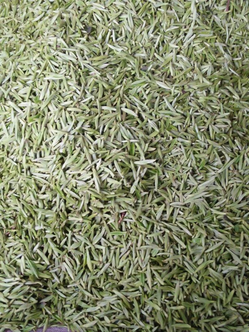 川茶特级