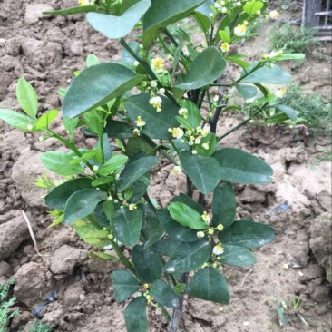 香水柠檬树苗