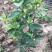 香水柠檬树苗