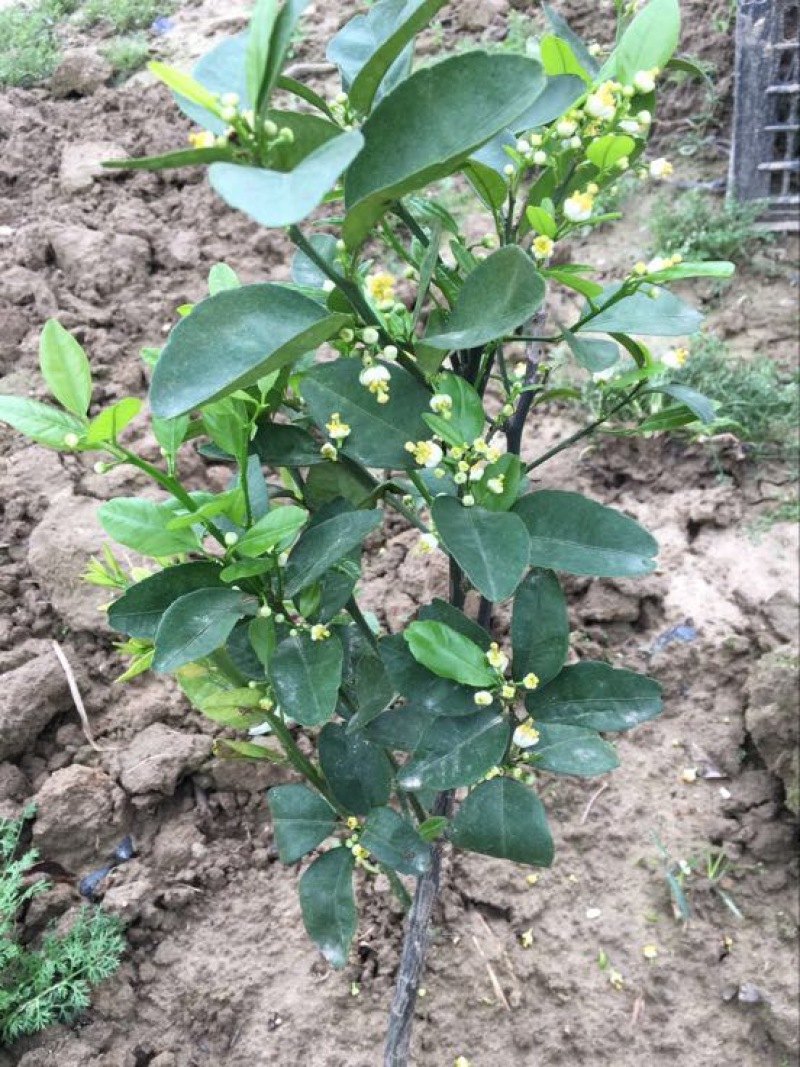 香水柠檬树苗