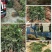 花椒苗一年二年苗，狮子头黄盖，无刺椒，常年供应，可发全国