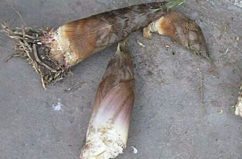 毛竹春笋20~25cm