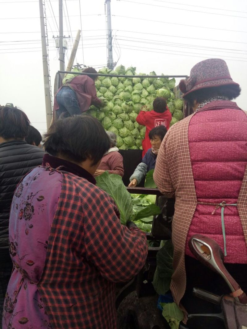 大棚甘蓝大量上市1斤半到2斤左右，保质保量