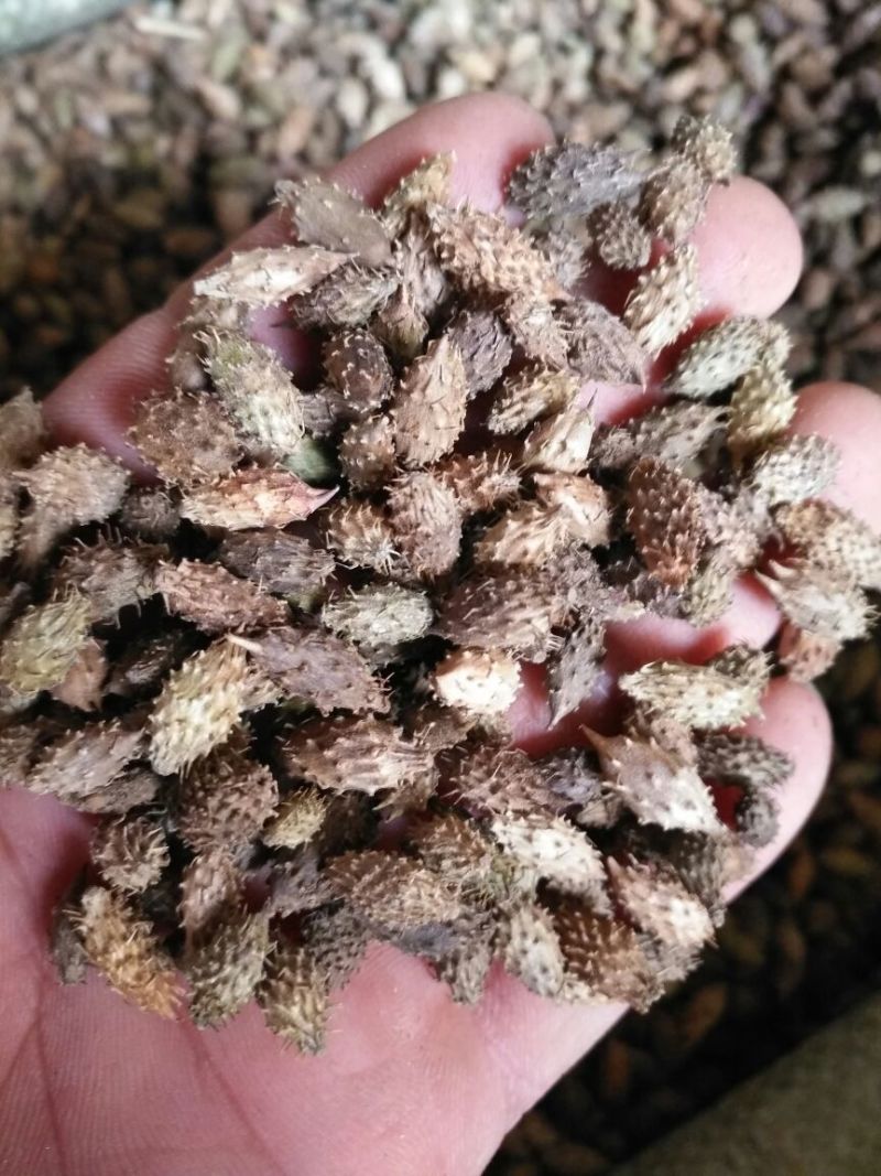 苍耳子内蒙1公斤起批无硫无添加不包邮正品