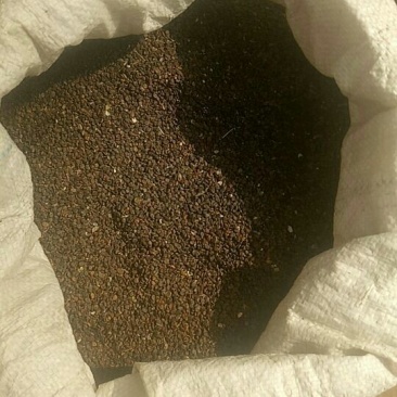 黄芪种子80%以上