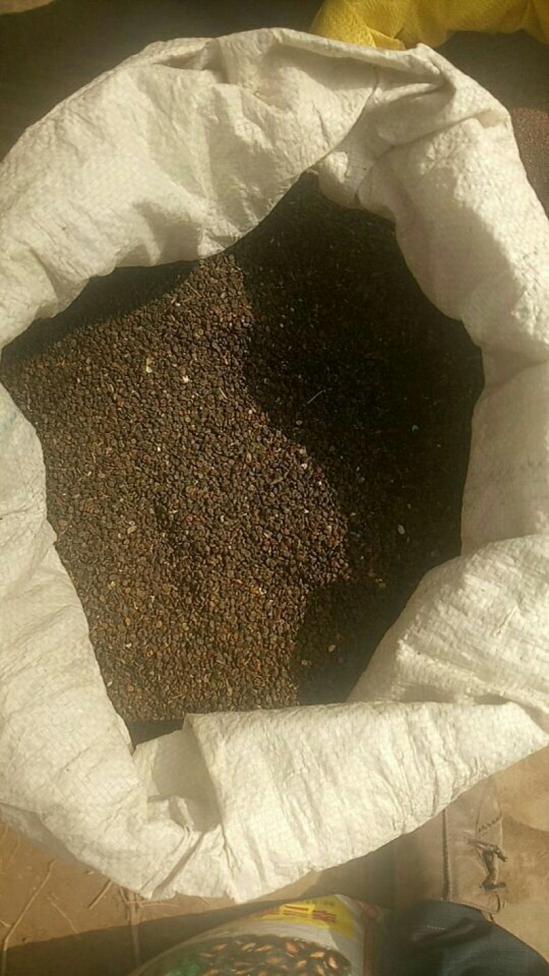 黄芪种子80%以上