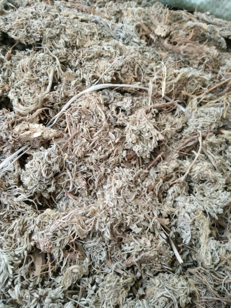 茵陈