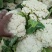 菜花江苏沛县工厂脱水市场白面青梗散花菜有机菜花