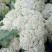 菜花江苏沛县工厂脱水市场白面青梗散花菜有机菜花