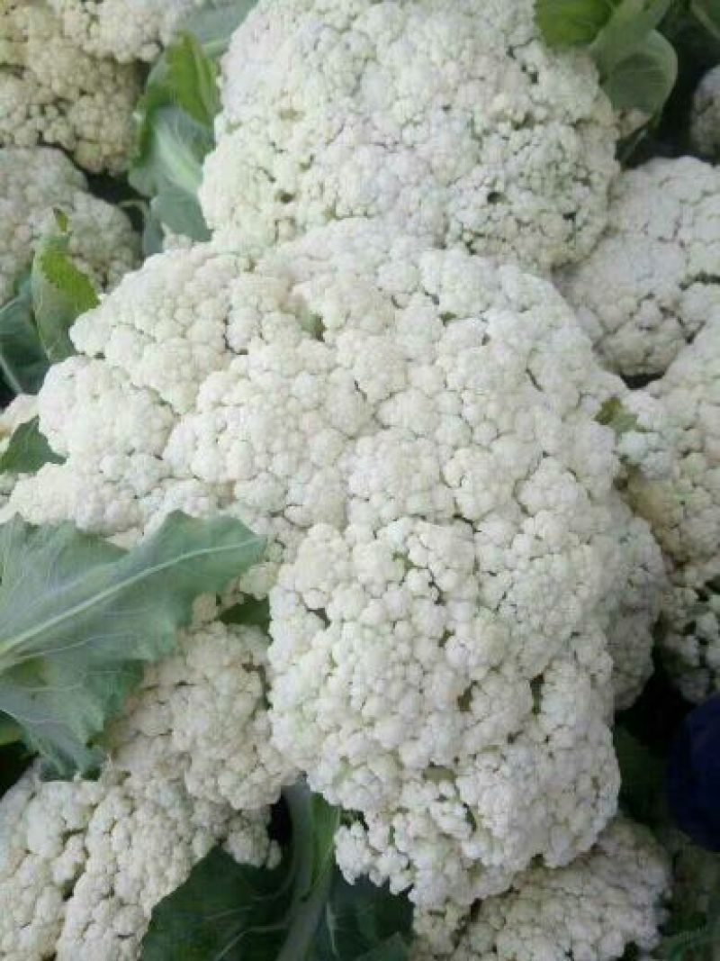 菜花江苏沛县工厂脱水市场白面青梗散花菜有机菜花