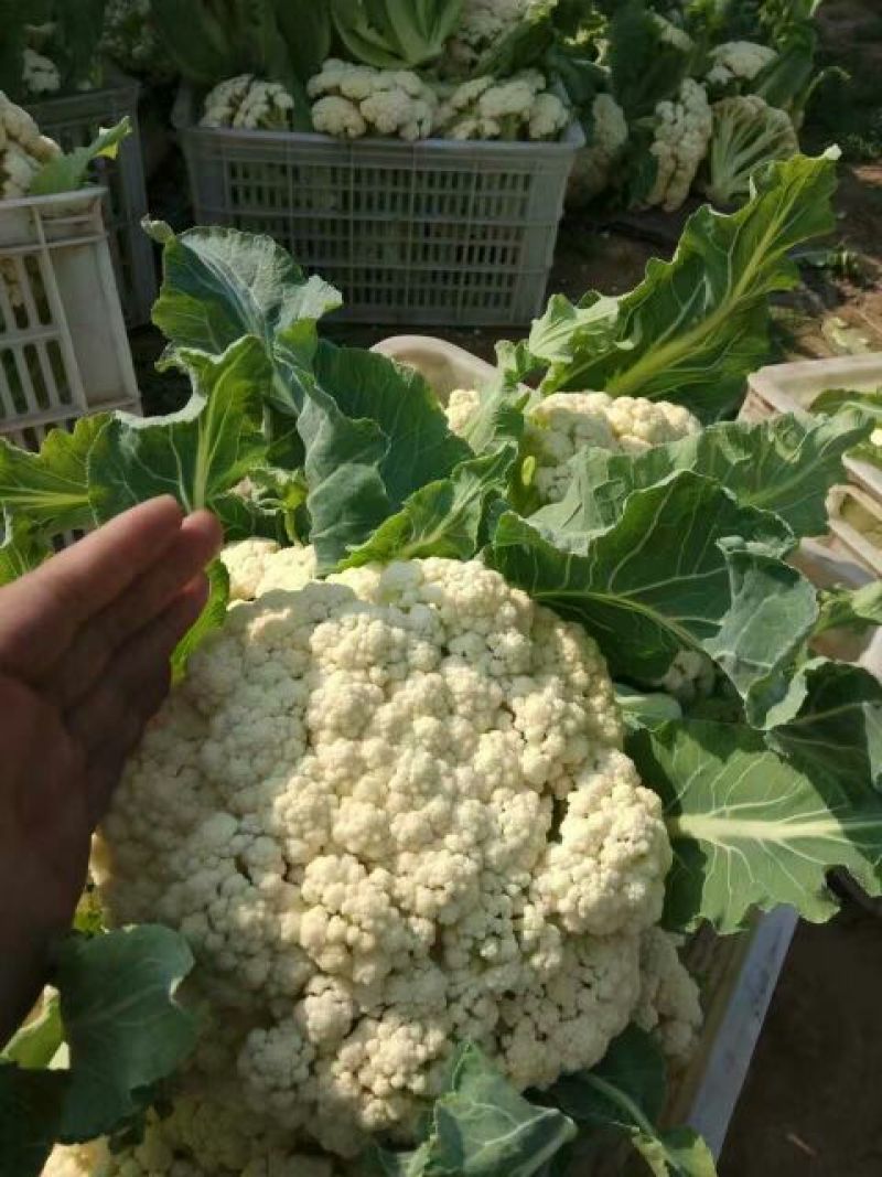 菜花江苏沛县工厂脱水市场白面青梗散花菜有机菜花