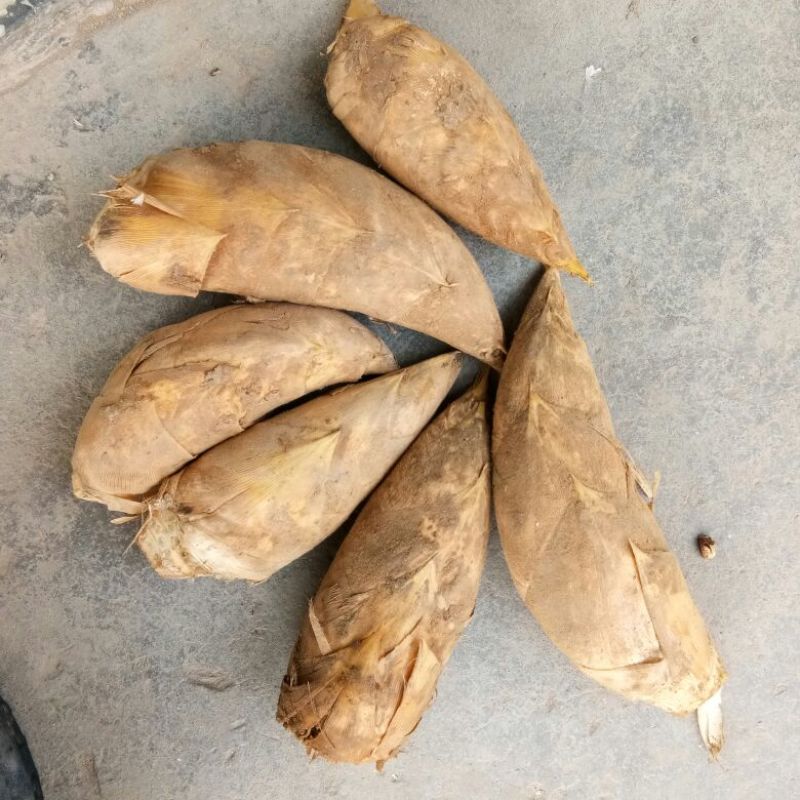 冬笋损耗少湖南冬笋深山现挖现发货