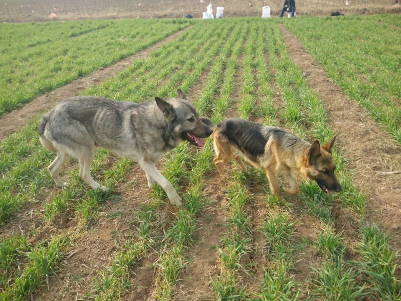 狼青犬公