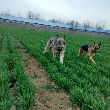 狼青犬公