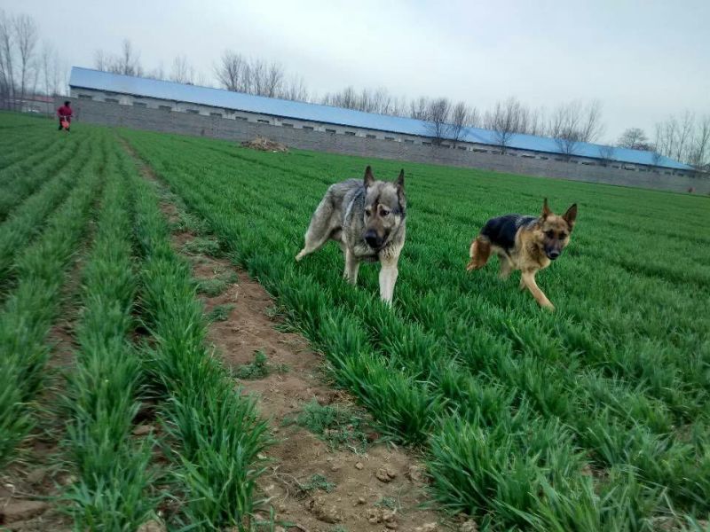 狼青犬公