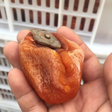 柿饼