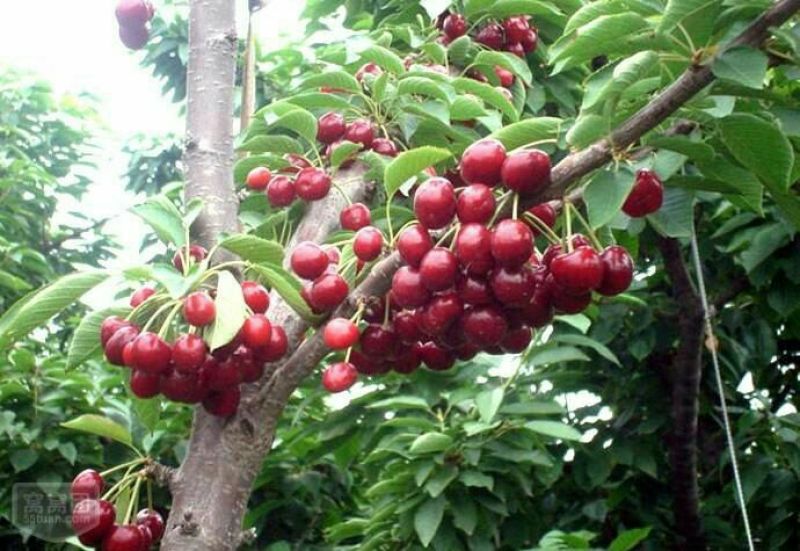 矮化美早樱桃苗嫁接成苗1-5年樱桃树苗