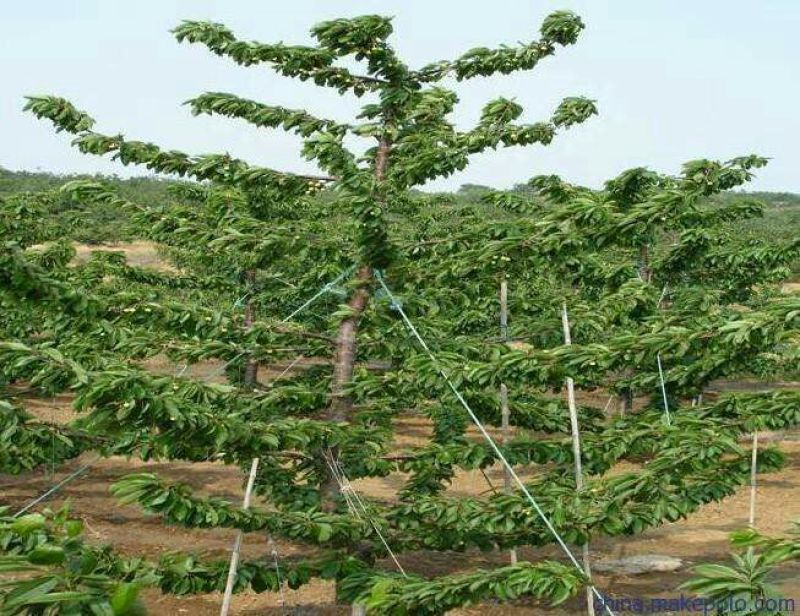 矮化美早樱桃苗嫁接成苗1-5年樱桃树苗