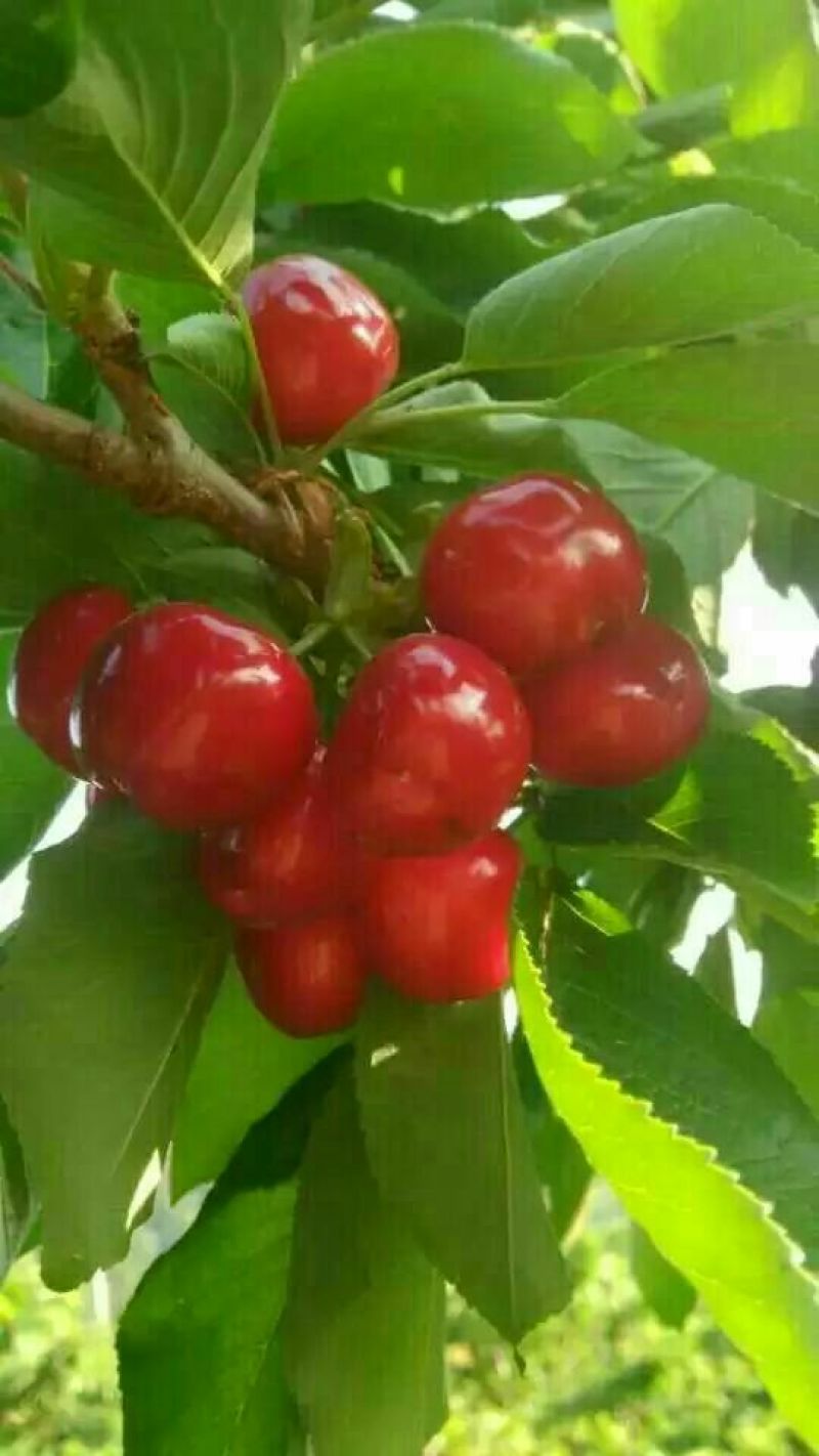 矮化美早樱桃苗嫁接成苗1-5年樱桃树苗