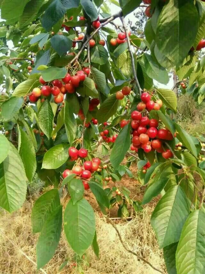 矮化美早樱桃苗嫁接成苗1-5年樱桃树苗