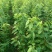矮化美早樱桃苗嫁接成苗1-5年樱桃树苗