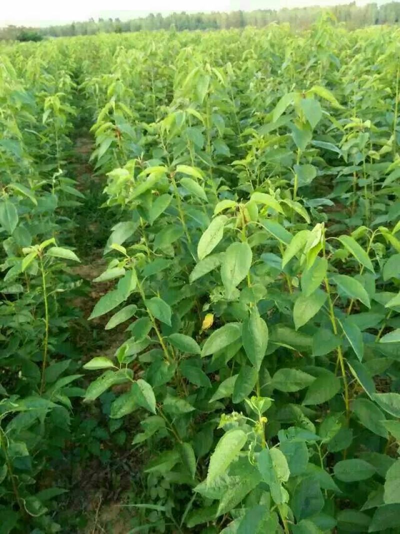 矮化美早樱桃苗嫁接成苗1-5年樱桃树苗