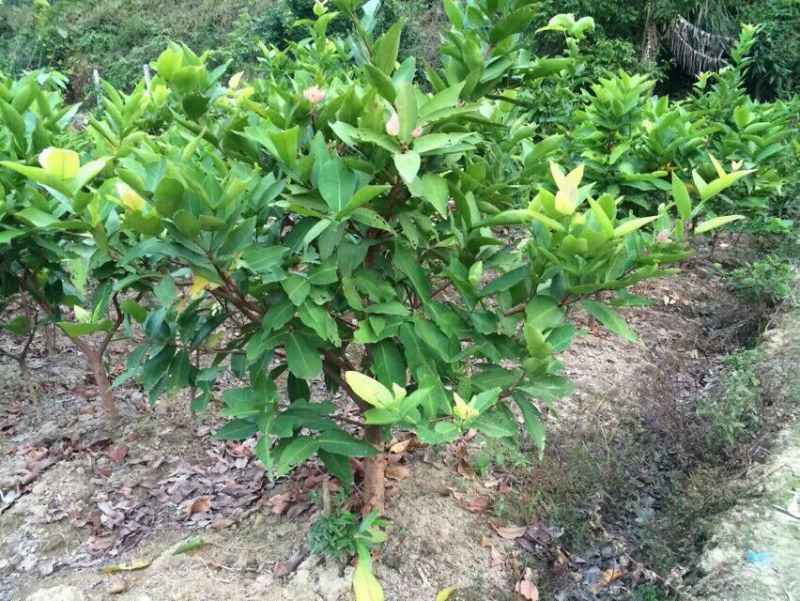莲雾种苗