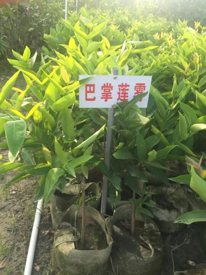 莲雾种苗