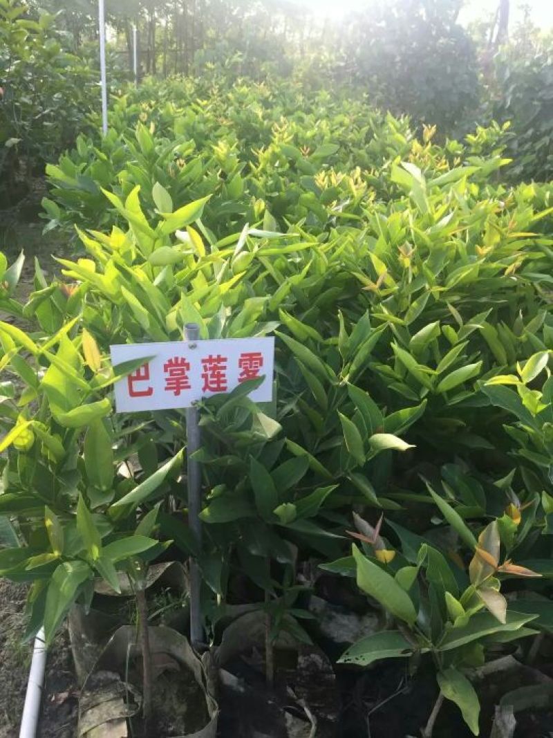莲雾种苗